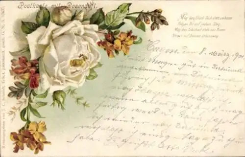 Litho Weiße Rose, Rosenduft