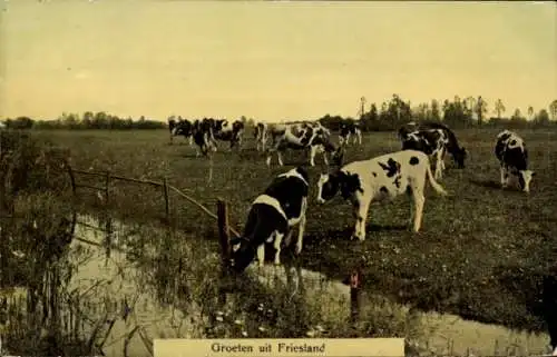 Ak Friesland, Kühe, Wiese, Fluss
