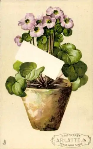 Ak Blumen im Blumentopf, Werbung, Chicoree Arlatte