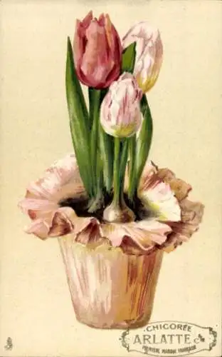 Ak Tulpen im Blumentopf, Werbung, Chicoree Arlatte
