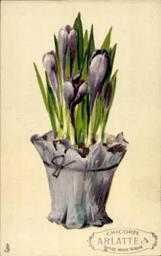 Ak Krokusse im Blumentopf, Werbung, Chicoree Arlatte