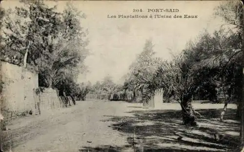 CPA Port-Saïd, Égypte, Les Plantations à l'Usine des Eaux