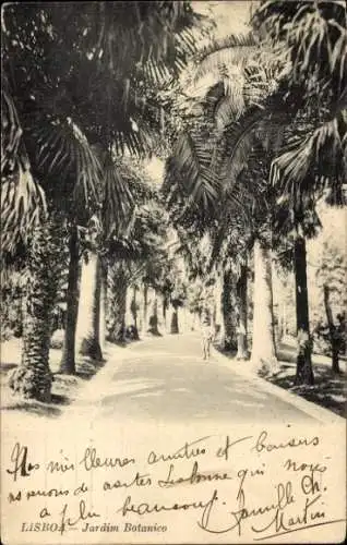 Ak Lisboa Lissabon Portugal, Landschaft mit Palmen, Straße, Jardim Botanico, Spaziergänger
