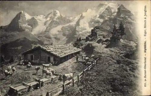 Ak Berner Oberland Kanton Bern Schweiz, Alphütte, Eiger, Mönch, Jungfrau, Kühe, Berge, Landschaft