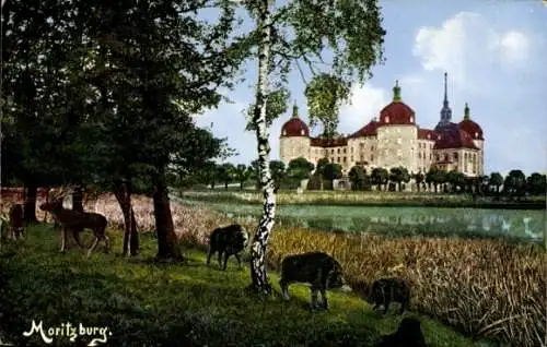 Ak Moritzburg in Sachsen, Schloss  Wasserlandschaft, Bäume, Rehe