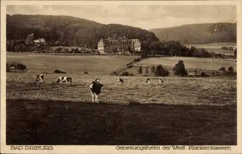 Ak Bad Driburg in Westfalen, Historisches Gebäude, Kühe auf der Wiese, ländliche Landschaft