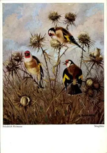 Künstler Ak Reimann, F., Stieglitze, Vögel