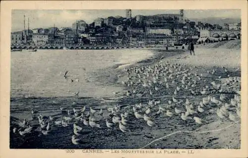 Ak Cannes Alpes Maritimes, Möwen am Strand, Küstenansicht, Stadtlandschaft