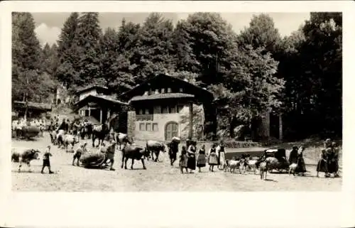 Ak Interlaken Kanton Bern Schweiz, Landschaftsaufnahme, Kühe und Menschen in einer Sommerszene