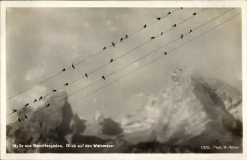 Ak Berchtesgaden Oberbayern, Blick auf den Watzmann, Vögel auf Stromleitungen