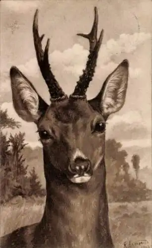 Künstler Ak Reh, Tierportrait