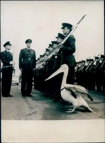 Foto Britische Piloten, Soldaten, Pelikan als Maskottchen, Royal Air Force
