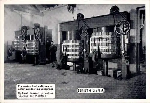 Ak Obrist & Cie., Hydraulische Pressen in Betrieb während der Weinlese
