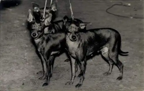 Foto Drei Hunde, Portrait