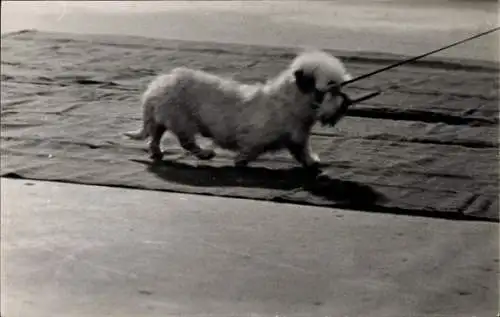 Foto Hund an der Leine, Portrait