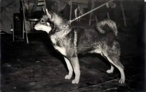 Foto Hund an der Leine, Portrait