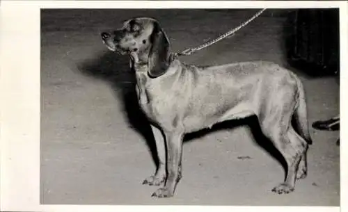 Foto Ak Hund an der Leite geführt, Tierporträt