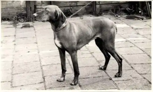 Foto Hund an der Leine, Portrait