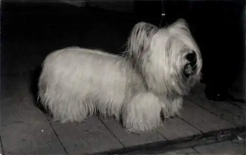 Foto Hund, Terrier, Portrait