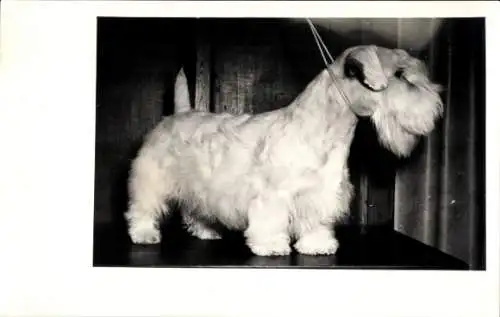 Foto Weißer Hund, Terrier