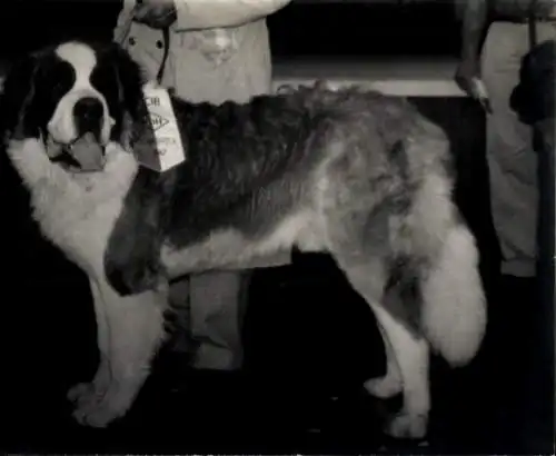 Foto Hund, Bernhardiner, Hundeausstellung, Portrait