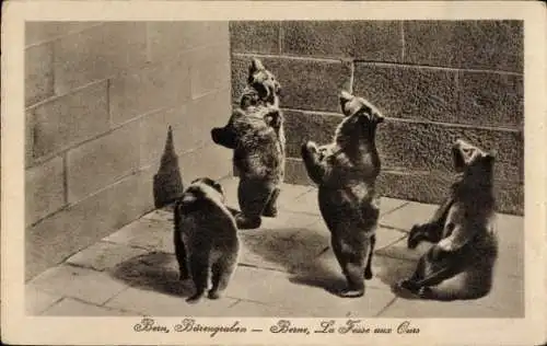 Ak Bern Stadt, Zoologischer Garten, Vier Braunbären in einem Gehege