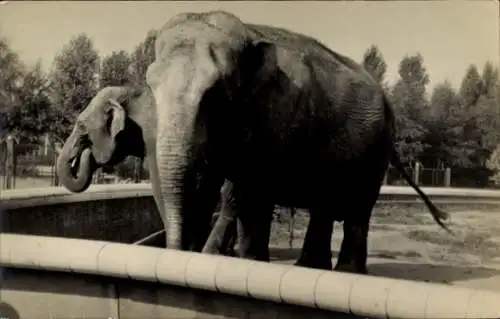 Ak Rotterdam Südholland Niederlande, Elefanten im Zoo