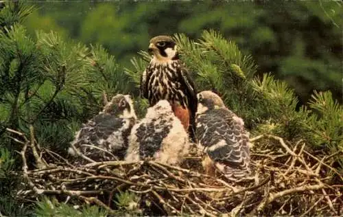 Ak Baumfalke, Hobby