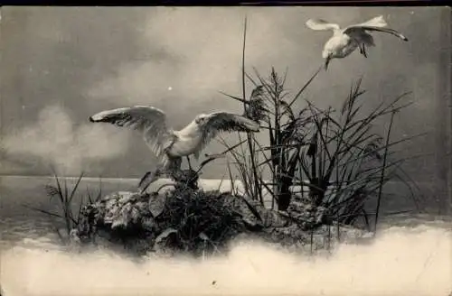 Ak Zwei Möwen, Uferpartie