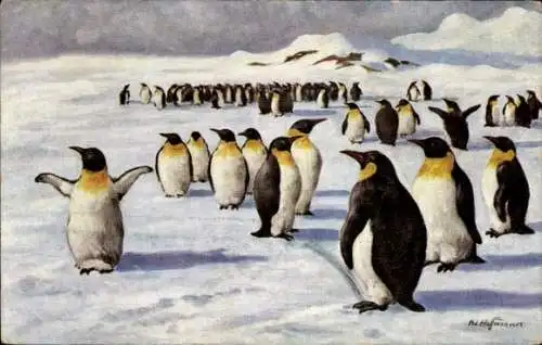 Künstler Ak Hoffmann, Pinguine