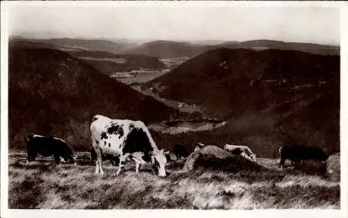 Ak Longemer Lothringen Vosges, Gesamtansicht, Hügel, Kühe