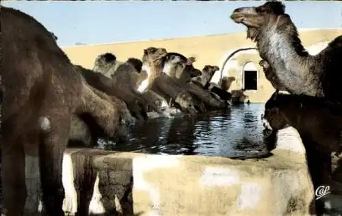 Ak Kairouan Tunesien, Chameaux à l'Abreuvoir