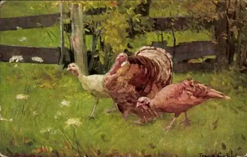 Künstler Ak Truthähne auf einer Wiese
