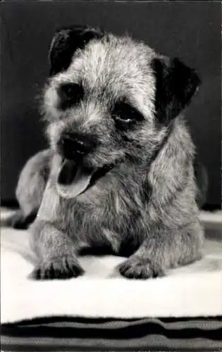 Ak Dresden Bühlau, Border Terrier