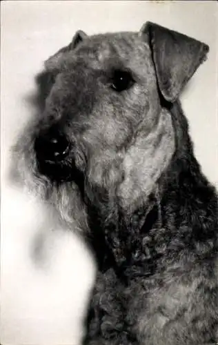 Foto Airedale Terrier, Hund, Portrait