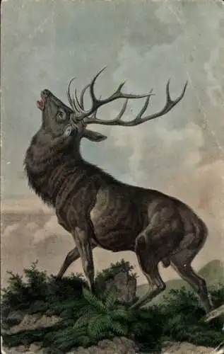 Künstler Ak Brüllender Hirsch, Berge