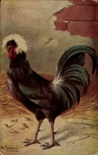 Künstler Ak Holländer Haubenhuhn, Hahn