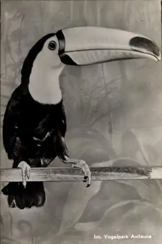Ak Vogelpark Avifauna, Tukan