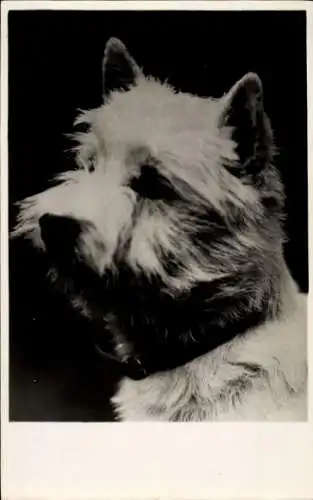 Ak Terrier, Hund, Portrait