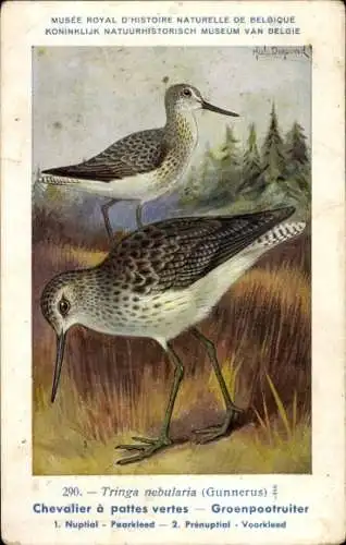 Künstler Ak Dupond, Hub., Grünschenkel, Tringa nebularia