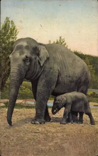 Ak Elefant mit Jungtier