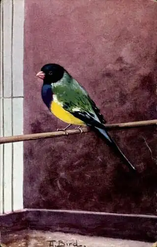 Künstler Ak Vogel, Kohlmeise