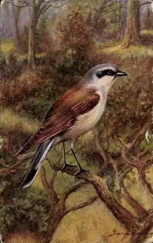 Künstler Ak Rankin, George, Waldpartie, Vogel