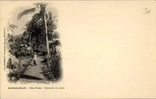 Ak Madagaskar, Cote Ouest, Cultures du pays, Blick auf Palmen