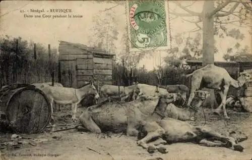 Ak Rufisque Senegal, Szenen aus  Kühe und Ställe, historische Stimmung