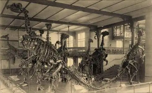 Ak Bruxelles Brüssel, Dinosaurierskelette, Iguanodon, Museum, lebensechte Anordnung