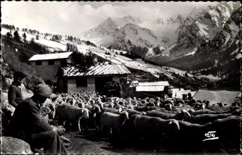 Ak Saint Véran Hautes Alpes, Rentree des Transhumants, Tete de Longet, Schafe