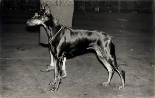 Foto Hund an der Leine, Dobermann, Portrait