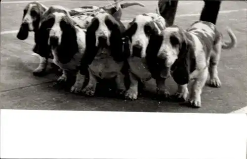 Foto Hunde an der Leine, Basset, Portrait