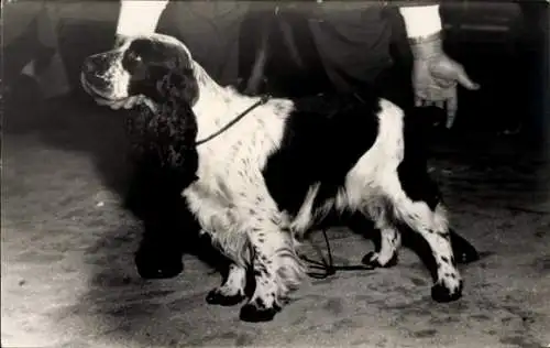 Foto Hund, English Cocker Spaniel, Portrait